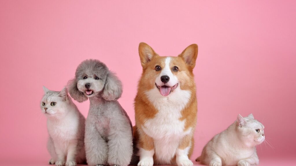 AustClean pet cleaning services - professional carpet and upholstery cleaning for pet owners dealing with pet hair, odors, and stains in Australian homes