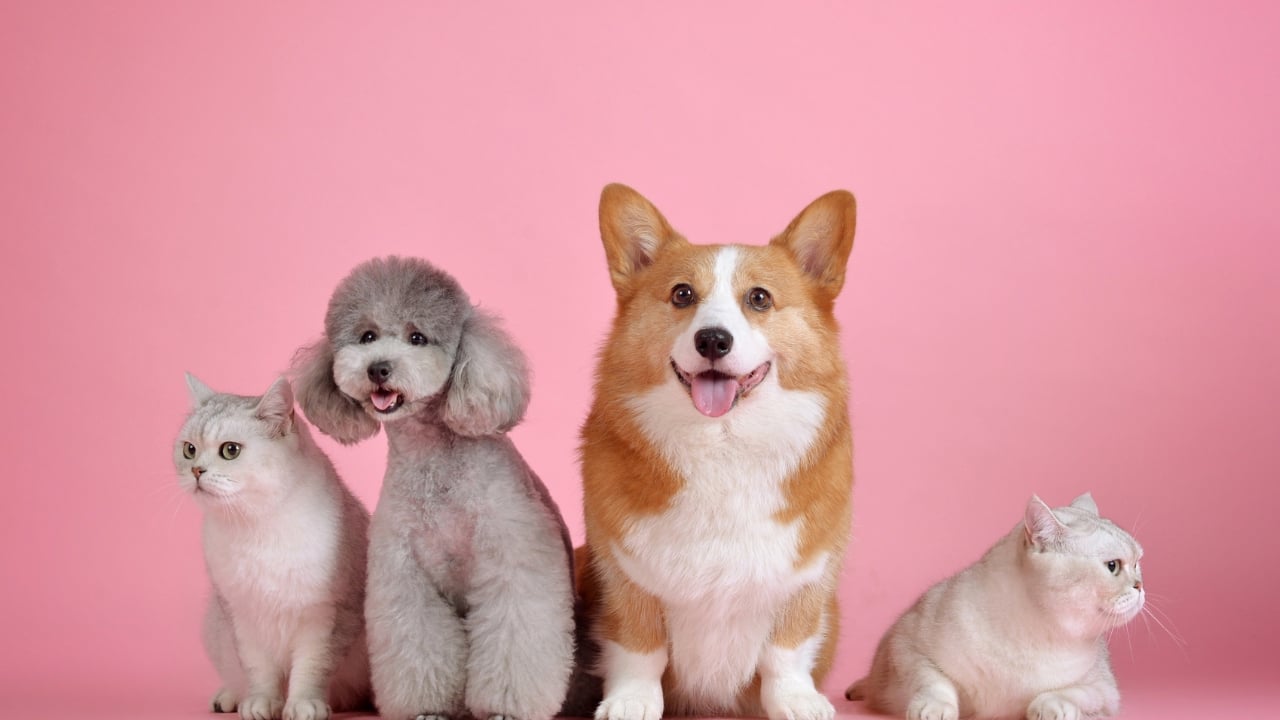 7 Essential Cleaning Tips for Pet Owners (Pro Guide) 1 AustClean pet cleaning services - professional carpet and upholstery cleaning for pet owners dealing with pet hair, odors, and stains in Australian homes